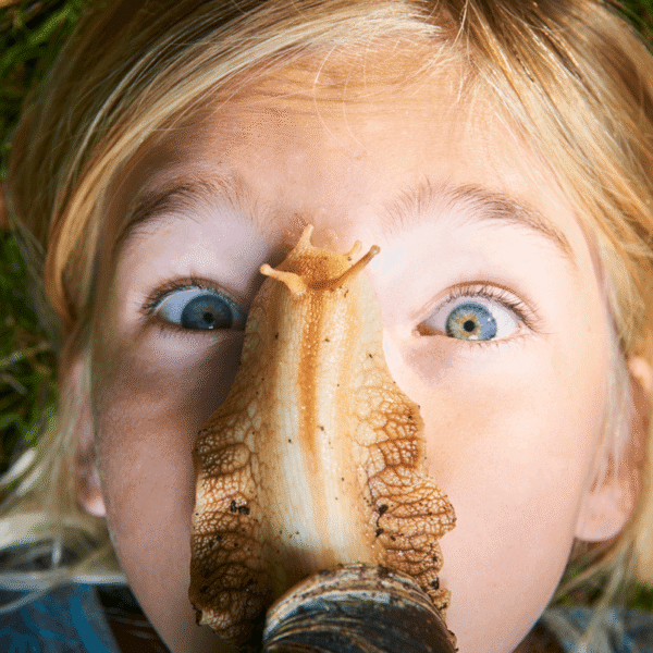 The World’s Largest Snails Keep Taking Over US&hellip;