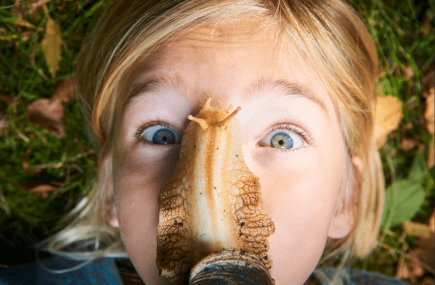 The World’s Largest Snails Keep Taking Over US&hellip;