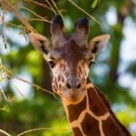 Ever Seen A Giraffe Use An Inhaler? Now You Can, And It’s Incredibly Wholesome