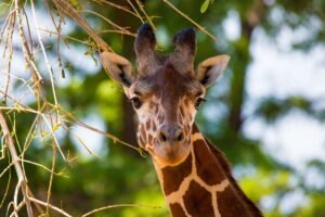 Ever Seen A Giraffe Use An Inhaler? Now&hellip;