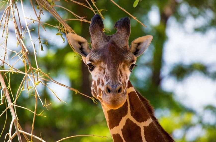 Ever Seen A Giraffe Use An Inhaler? Now You Can, And It’s Incredibly Wholesome