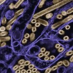 With A New Drug Cocktail, Scientists May Have Finally Found Flu’s Universal Weak Spot