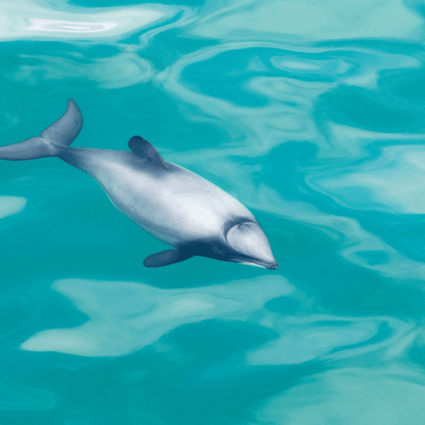 “Seriously Impressive Dives”: World’s Smallest Marine Dolphin Is&hellip;