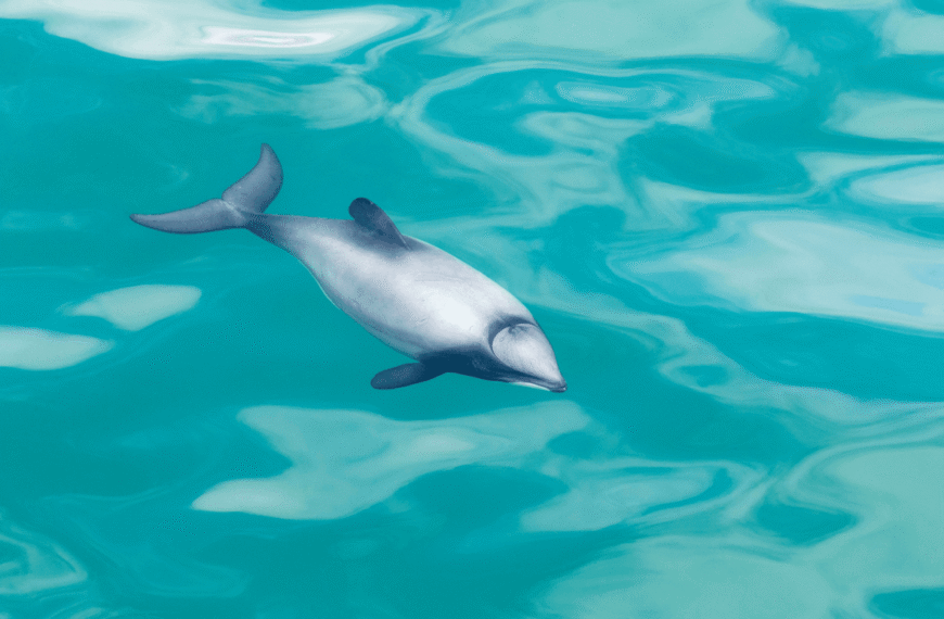 “Seriously Impressive Dives”: World’s Smallest Marine Dolphin Is An Expert Underwater Acrobat