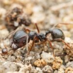 “Impossible To Imagine”: Queen Ants Produce Babies Of 2 Different Species, And It’s Never Been Seen Before