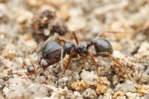 “Impossible To Imagine”: Queen Ants Produce Babies Of&hellip;