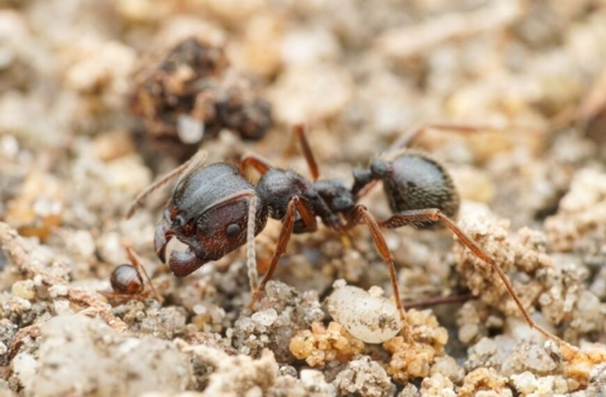 “Impossible To Imagine”: Queen Ants Produce Babies Of 2 Different Species, And It’s Never Been Seen Before