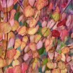 Katsura: The Delicious “Cake Trees” That Smell Like Caramel, Candy Floss, And Fall