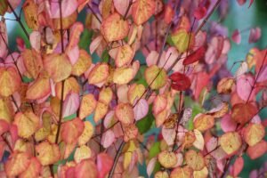 Katsura: The Delicious “Cake Trees” That Smell Like&hellip;