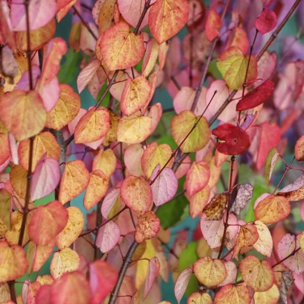 Katsura: The Delicious “Cake Trees” That Smell Like&hellip;