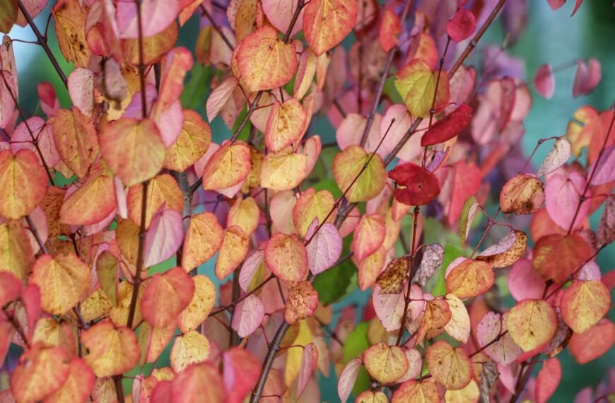 Katsura: The Delicious “Cake Trees” That Smell Like…