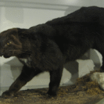Beware The Kellas Cat? This “Cryptid” Turned Out To Be Real, But It Wasn’t What People Thought