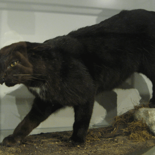 Beware The Kellas Cat? This “Cryptid” Turned Out&hellip;