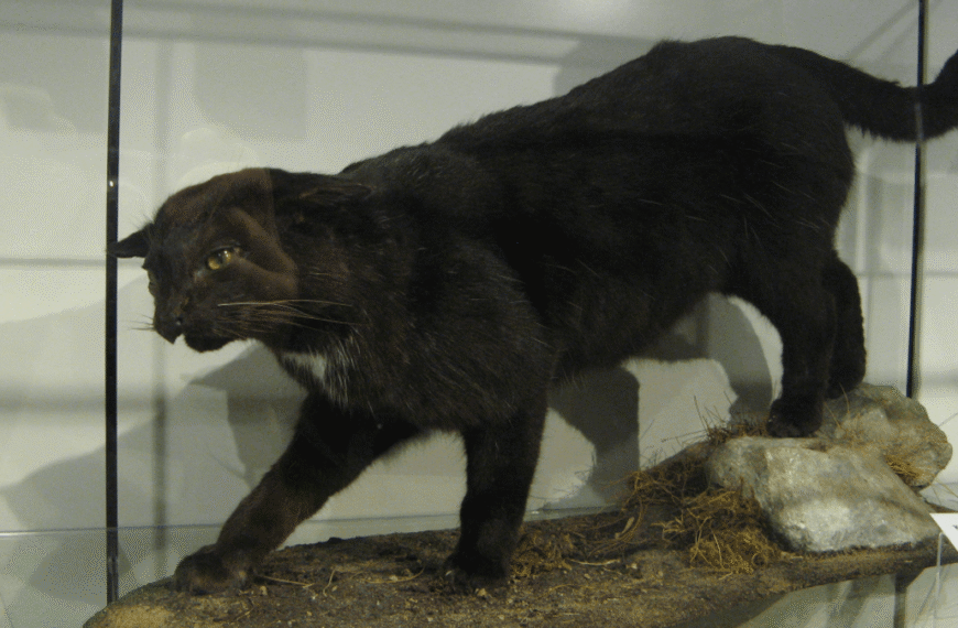 Beware The Kellas Cat? This “Cryptid” Turned Out To Be Real, But It Wasn’t What People Thought