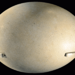 What’s The Largest Egg Of Any Animal? Clue: It Doesn’t Come From An Ostrich