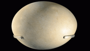 What’s The Largest Egg Of Any Animal? Clue:&hellip;
