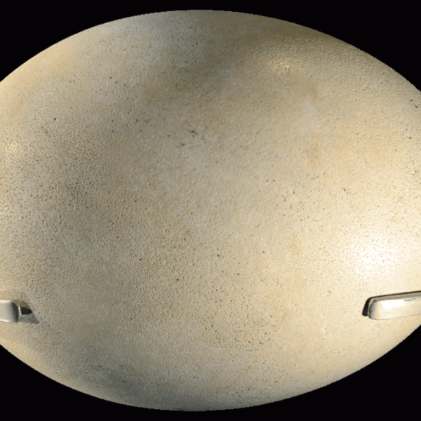 What’s The Largest Egg Of Any Animal? Clue:&hellip;