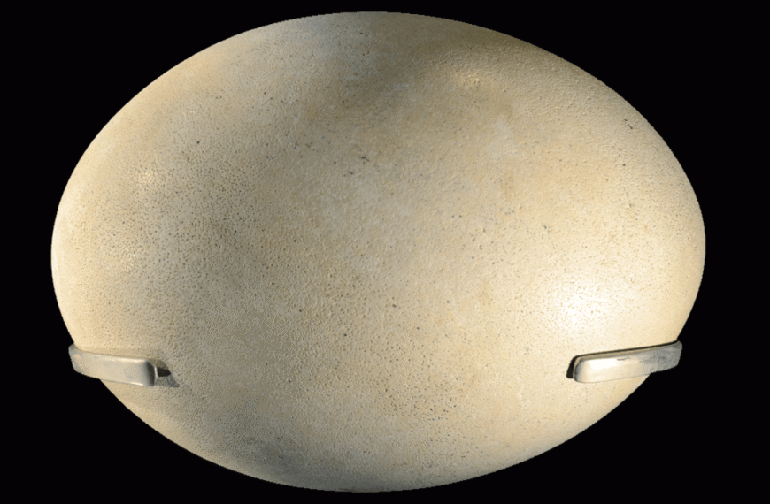 What’s The Largest Egg Of Any Animal? Clue: It Doesn’t Come From An Ostrich