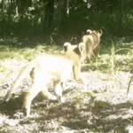 Lion Cubs Seen In Africa’s Bamingui-Bangoran National Park For The First Time In Decades