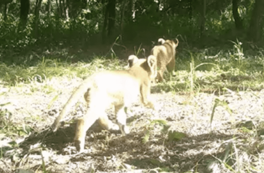 Lion Cubs Seen In Africa’s Bamingui-Bangoran National Park For The First Time In Decades