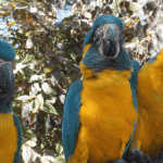 Macaws Learn From Watching Other Macaws Interact – A Kind Of Imitation We Thought Was Unique To Humans