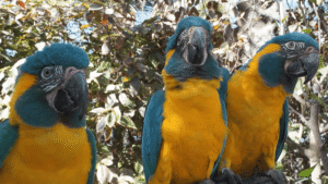 Macaws Learn From Watching Other Macaws Interact –&hellip;