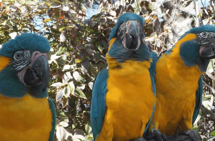 Macaws Learn From Watching Other Macaws Interact – A Kind Of Imitation We Thought Was Unique To Humans