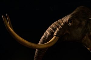 A New Lineage Of Tropical Mammoths Is Discovered&hellip;