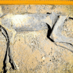 Perfectly Mummified Cheetahs Are The First Naturally Mummified Big Cats Ever Found