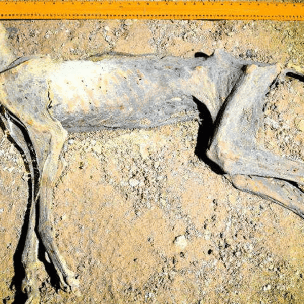 Perfectly Mummified Cheetahs Are The First Naturally Mummified&hellip;