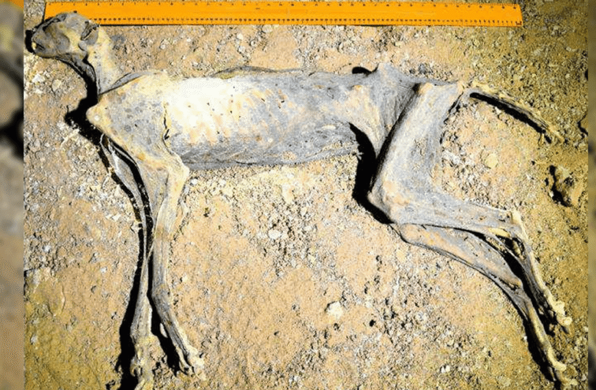 Perfectly Mummified Cheetahs Are The First Naturally Mummified…