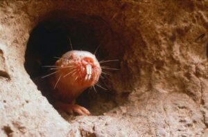 Naked Mole-Rats: Bizarre-Looking Mammals That Defy Our Understanding&hellip;