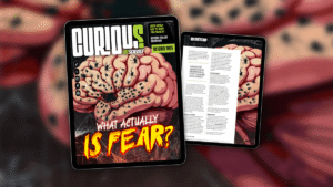 What Actually Is Fear? Find Out More In&hellip;