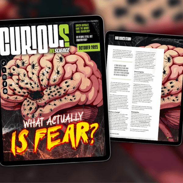 What Actually Is Fear? Find Out More In&hellip;