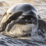 1-Year-Old Orca Takes Out A Big Fat Seal In This Award-Winning – And Extremely Badass – Photo