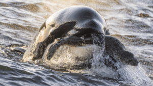 1-Year-Old Orca Takes Out A Big Fat Seal…