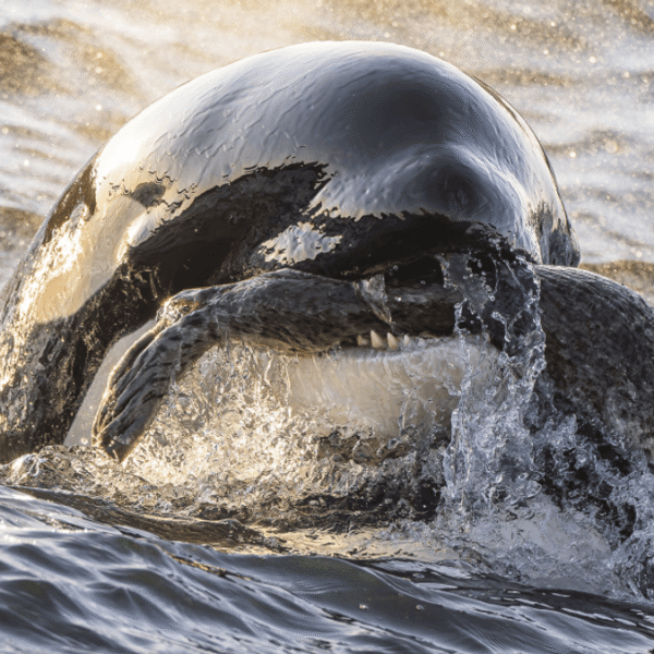 1-Year-Old Orca Takes Out A Big Fat Seal&hellip;