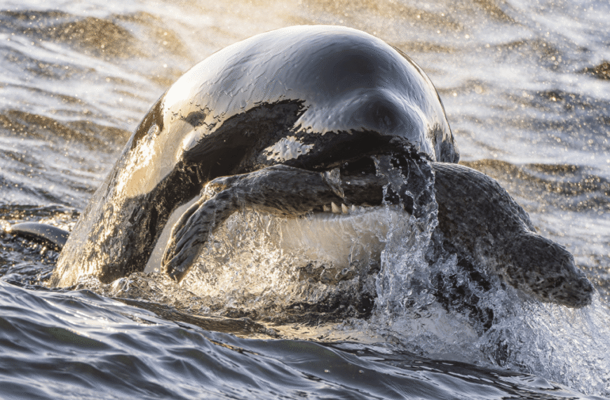 1-Year-Old Orca Takes Out A Big Fat Seal&hellip;