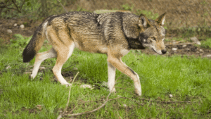 Are Red Wolves Hybrids? No, And That’s A…