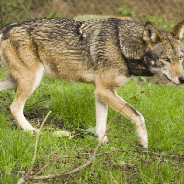 Are Red Wolves Hybrids? No, And That’s A&hellip;