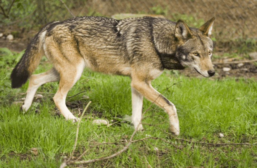 Are Red Wolves Hybrids? No, And That’s A&hellip;