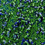 What Are The Symptoms Of The “Stratus” COVID-19 Subvariant That’s Hitting The USA?