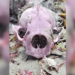 Pretty In Purple: Why Do Some Otters Have Purple Teeth And Bones? It’s All Down To Their Spiky Diets