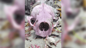 Pretty In Purple: Why Do Some Otters Have&hellip;