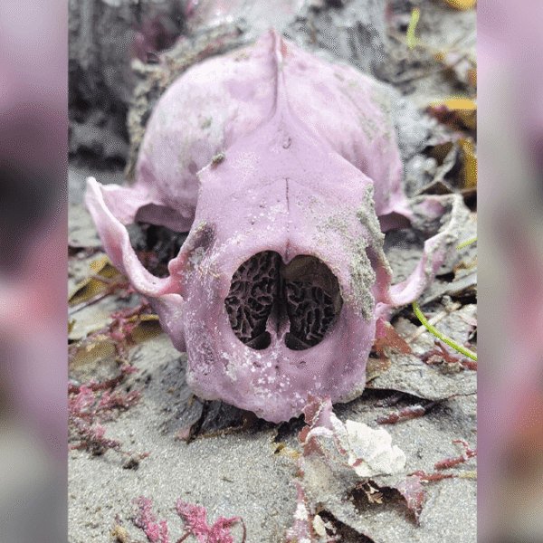 Pretty In Purple: Why Do Some Otters Have&hellip;