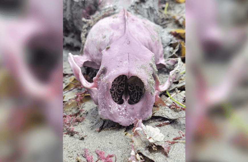 Pretty In Purple: Why Do Some Otters Have Purple Teeth And Bones? It’s All Down To Their Spiky Diets
