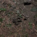 Sneaky Spiders Can Turn Trapped Fireflies’ Glow Into A Handy Hunting Tool