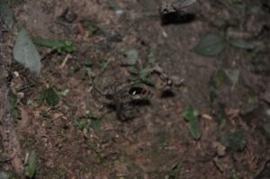 Sneaky Spiders Can Turn Trapped Fireflies’ Glow Into&hellip;