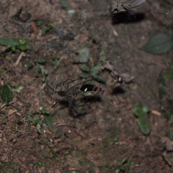 Sneaky Spiders Can Turn Trapped Fireflies’ Glow Into&hellip;