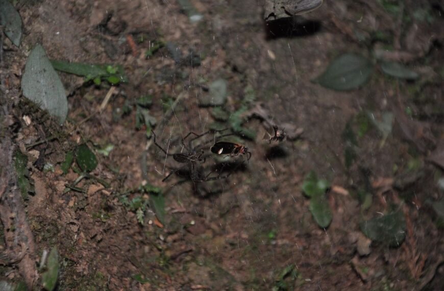 Sneaky Spiders Can Turn Trapped Fireflies’ Glow Into A Handy Hunting Tool